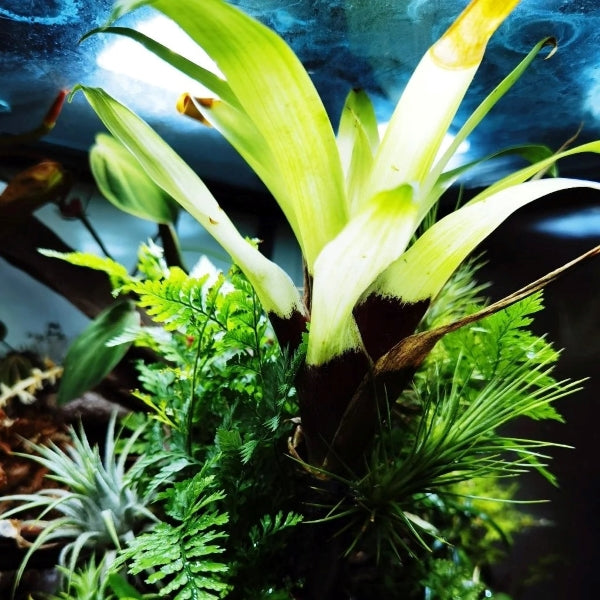 VRIESEA 'White Cloud' (Bromeliad Neoregelia)