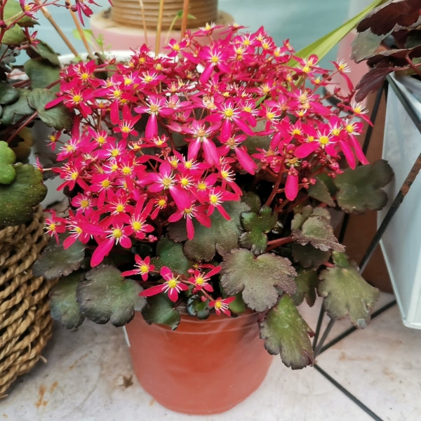 Saxifraga fortunei 'Akiba'