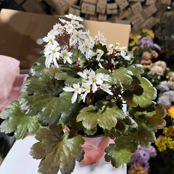 Saxifraga fortunei 'Alpina'