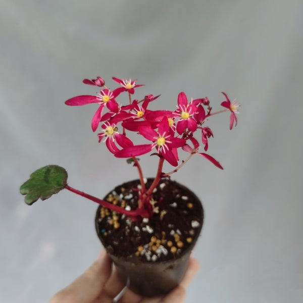 Saxifraga fortunei 'Akiba'