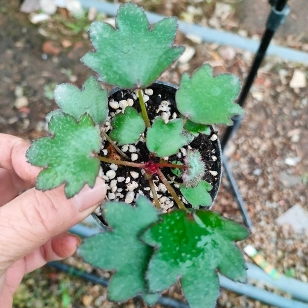 Saxifraga fortunei 'Akiba'