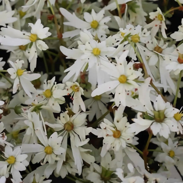 Saxifraga fortunei 'Alpina'