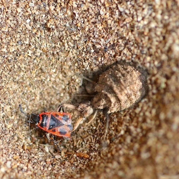 Antlion (Myrmeleon sp.)