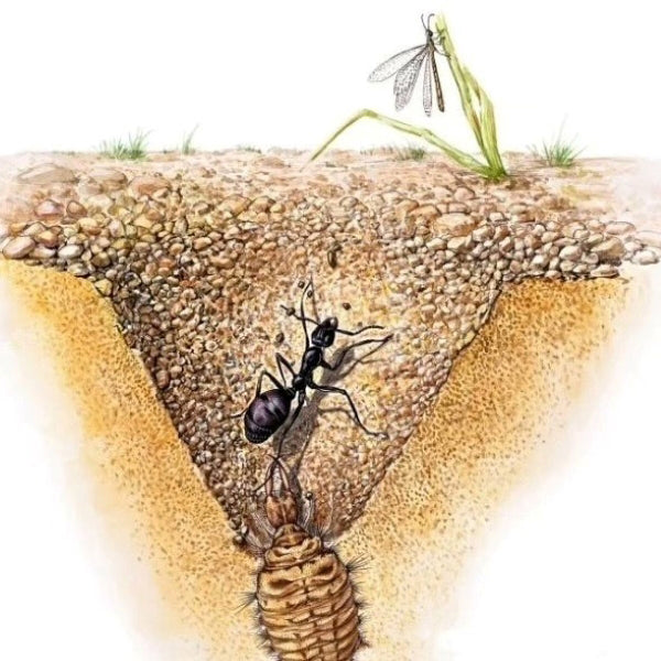 Antlion (Myrmeleon sp.)