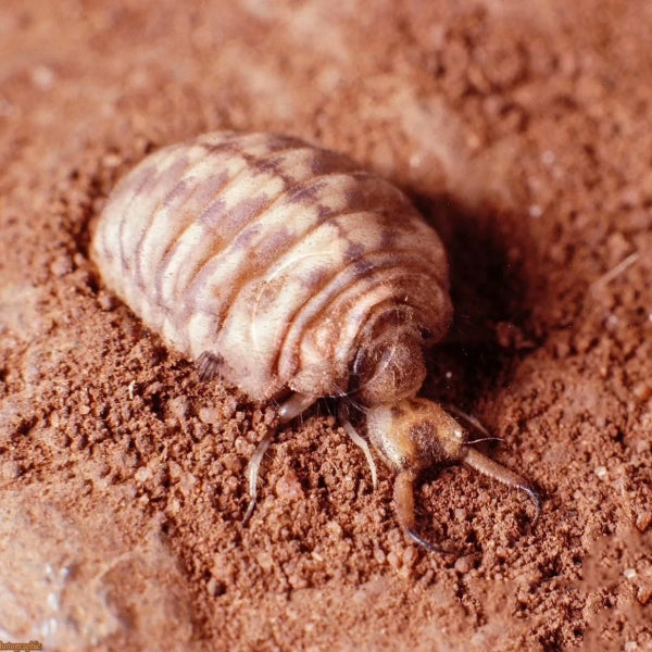 Antlion (Myrmeleon sp.)