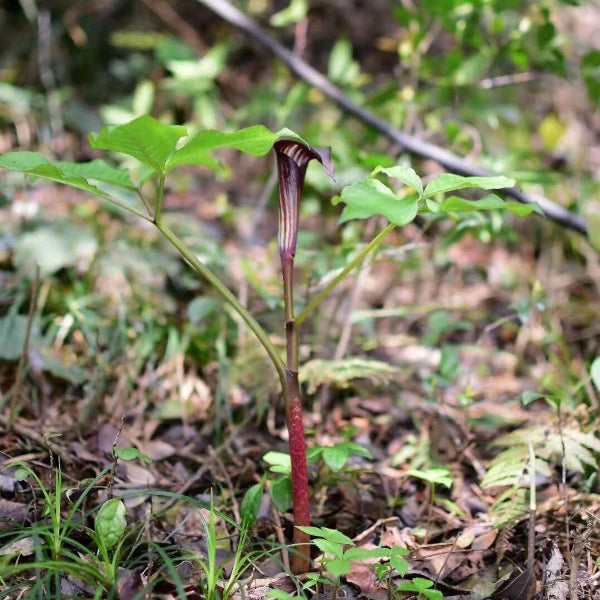 Arisaema bockii