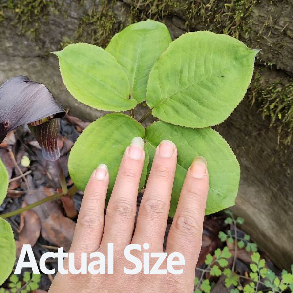 Arisaema bockii