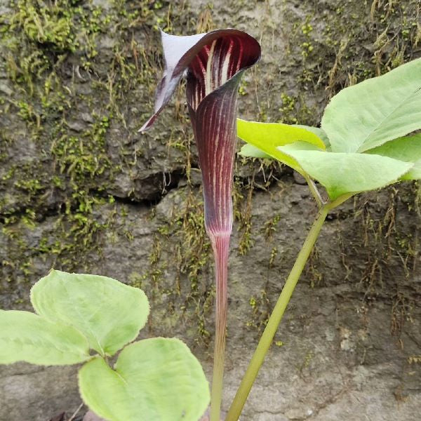 Arisaema bockii