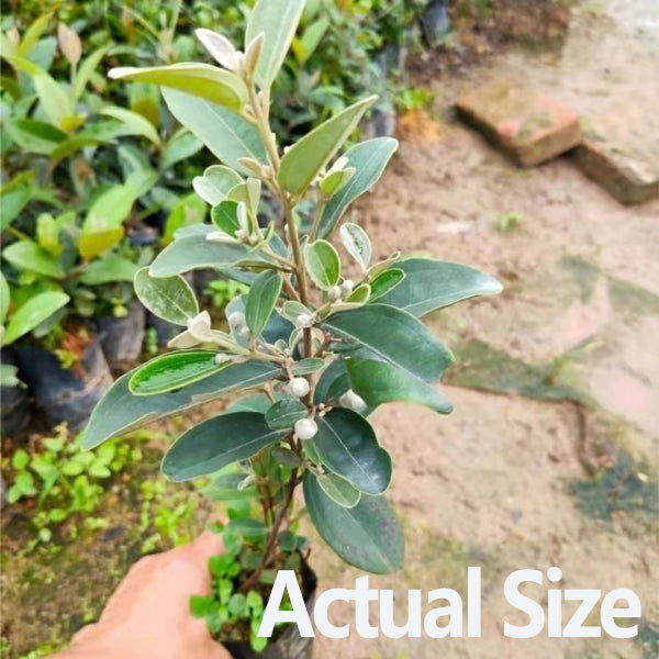 Rhodomyrtus tomentosa (Ait.) Hassk.