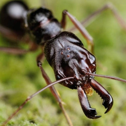 Ant colony odontomachus monticola