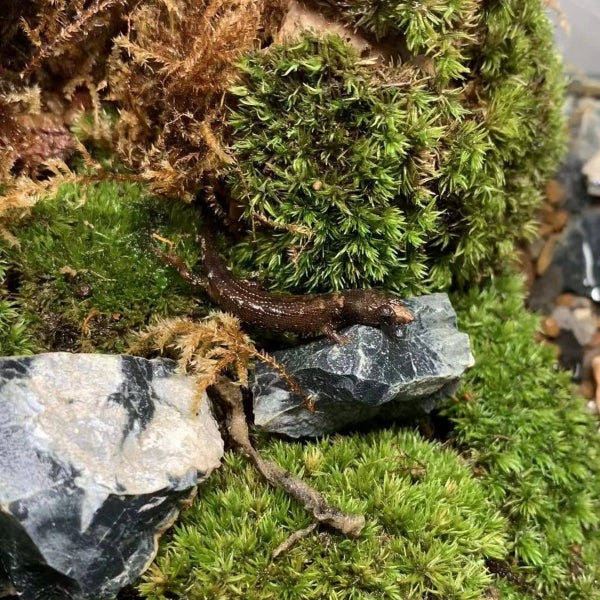 Chinese Water Skink (Tropidophorus sinicus)