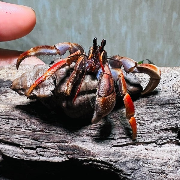 Komurasaki Land Hermit Crab ( Coenobita violascens )