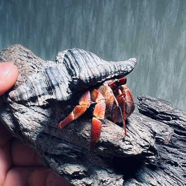 Komurasaki Land Hermit Crab ( Coenobita violascens )