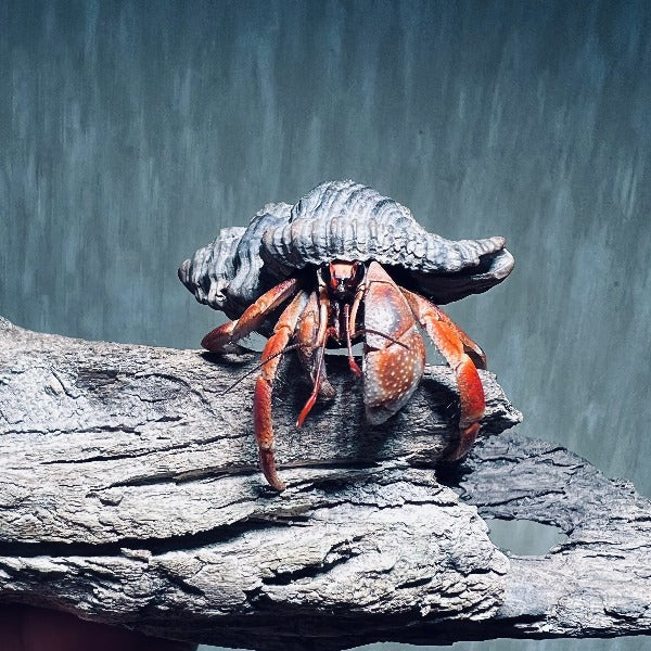 Komurasaki Land Hermit Crab ( Coenobita violascens )