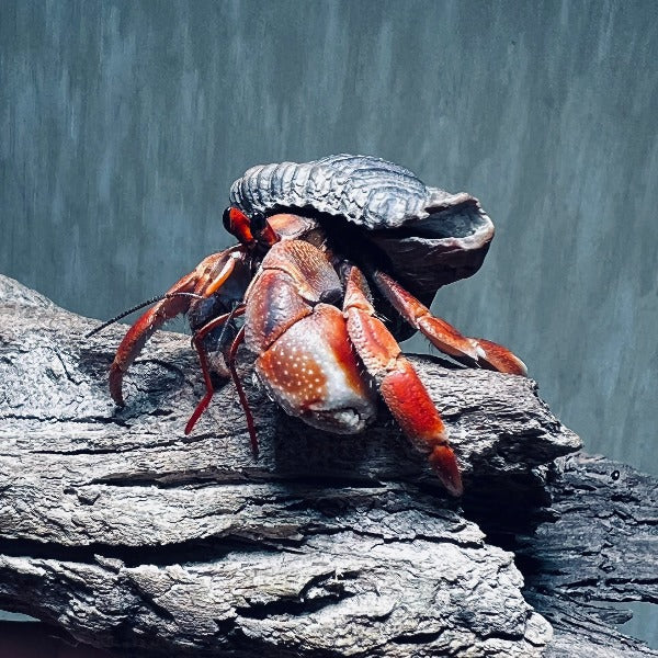 Komurasaki Land Hermit Crab ( Coenobita violascens )