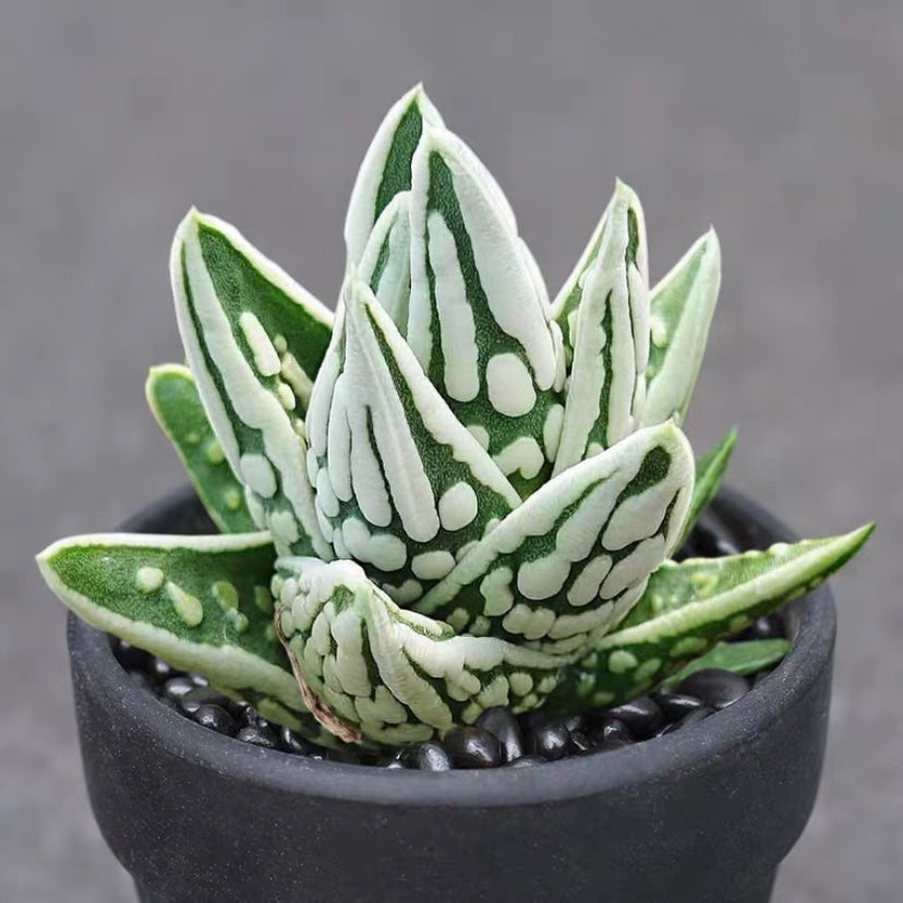 angel tears succulent Haworthia pumila ' Tears of Angels '