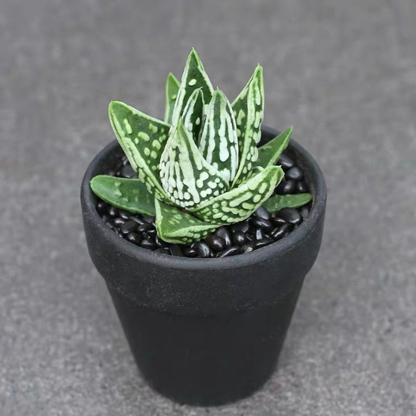 Haworthia pumila ' Tears of Angels '