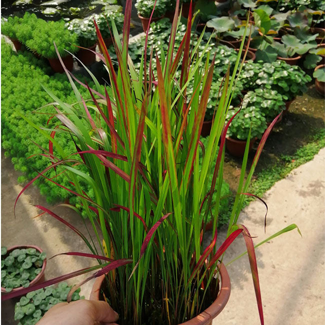 Japanese Blood Grass(Imperata cylindrical ' Rubra ' )
