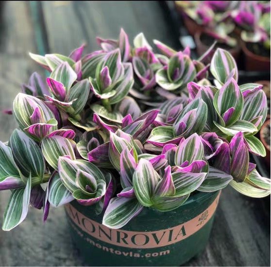 Inch Plant ( Tradescantia ' nanouk ' )