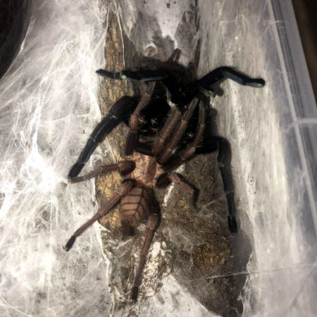 Indian Violet Tarantula (Chilobrachys fimbriatus)