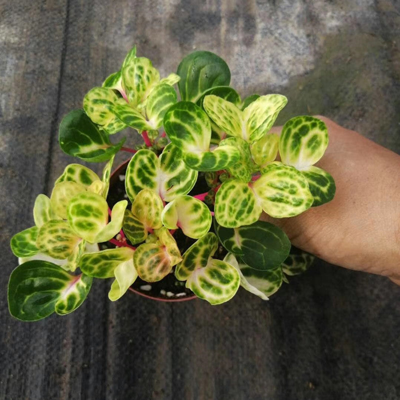 Beefsteak plant ( Iresine herbstii ' Aureoreticulata ' )
