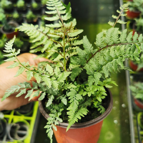 Japanese Painted Fern (Athyrium niponicum var. pictum)