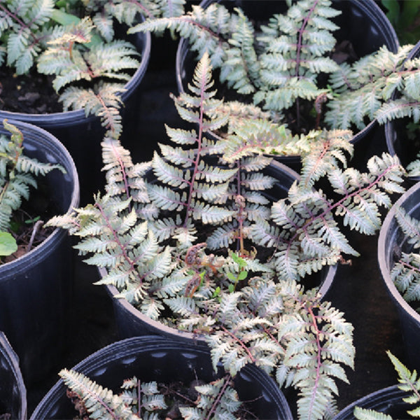 Japanese Painted Fern (Athyrium niponicum var. pictum)