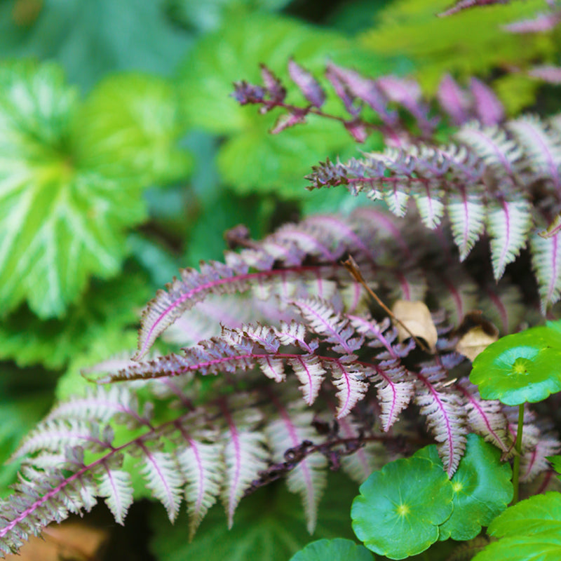 Japanese Painted Fern (Athyrium niponicum var. pictum)