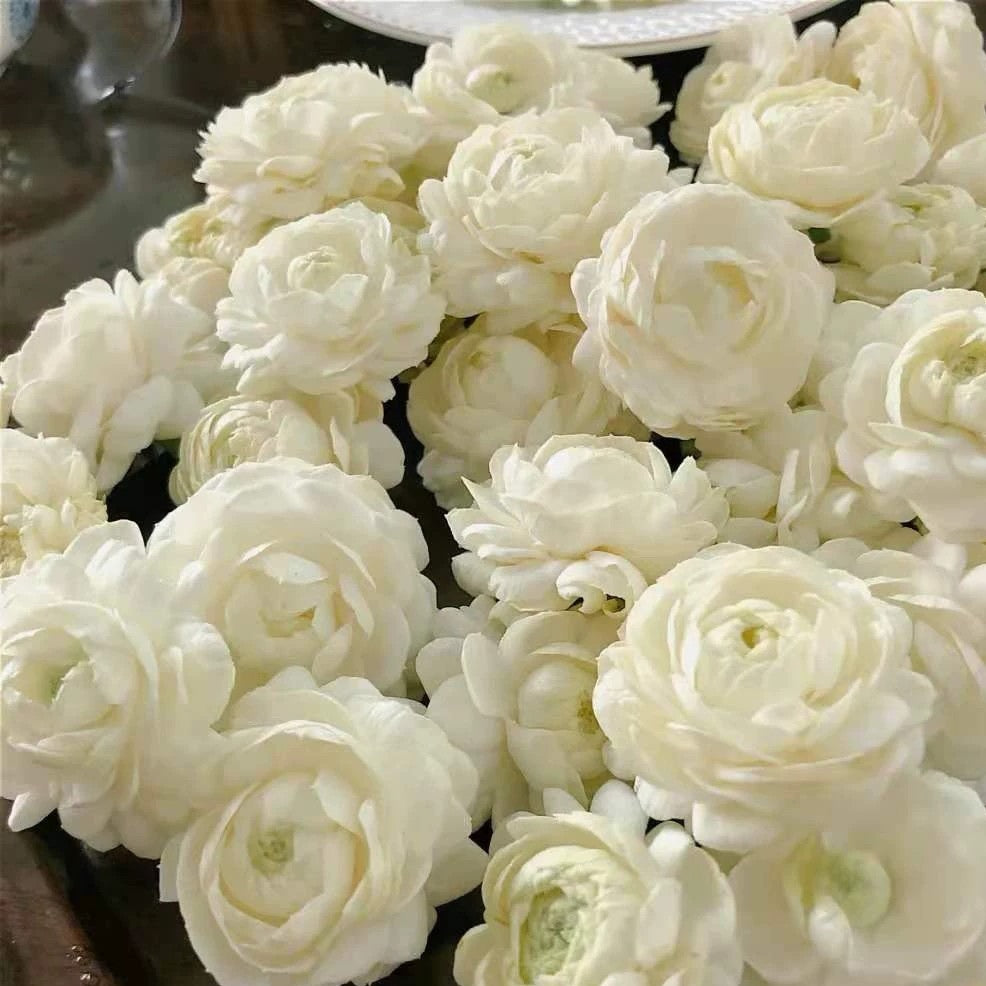 Jasminum sambac ‘Grand Duke’