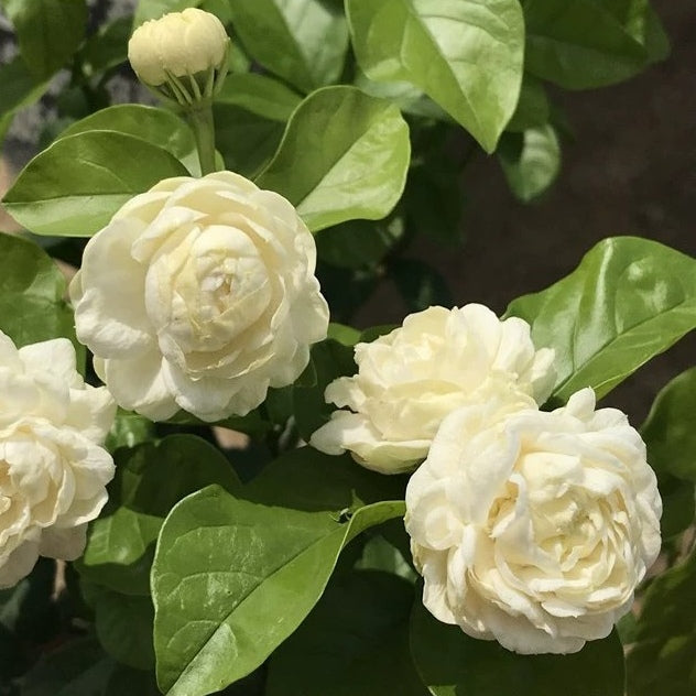 Jasminum sambac ‘Grand Duke’