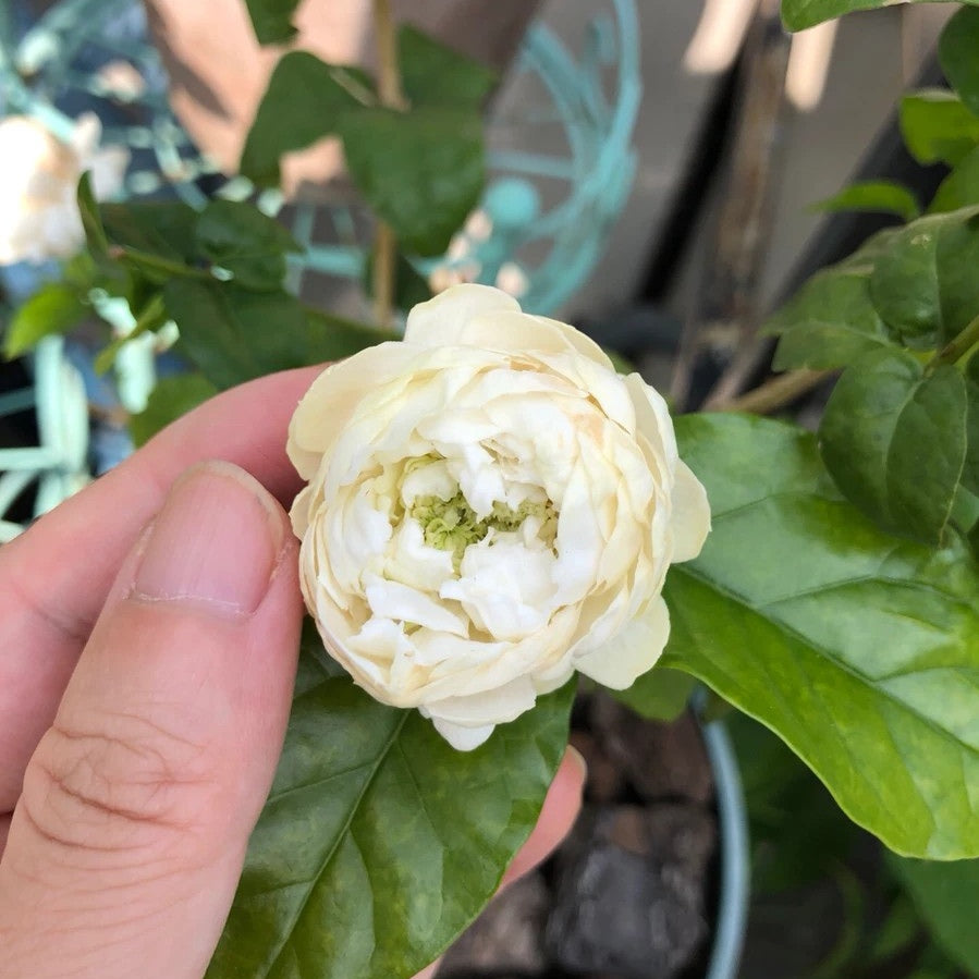 Jasminum sambac ‘Grand Duke’