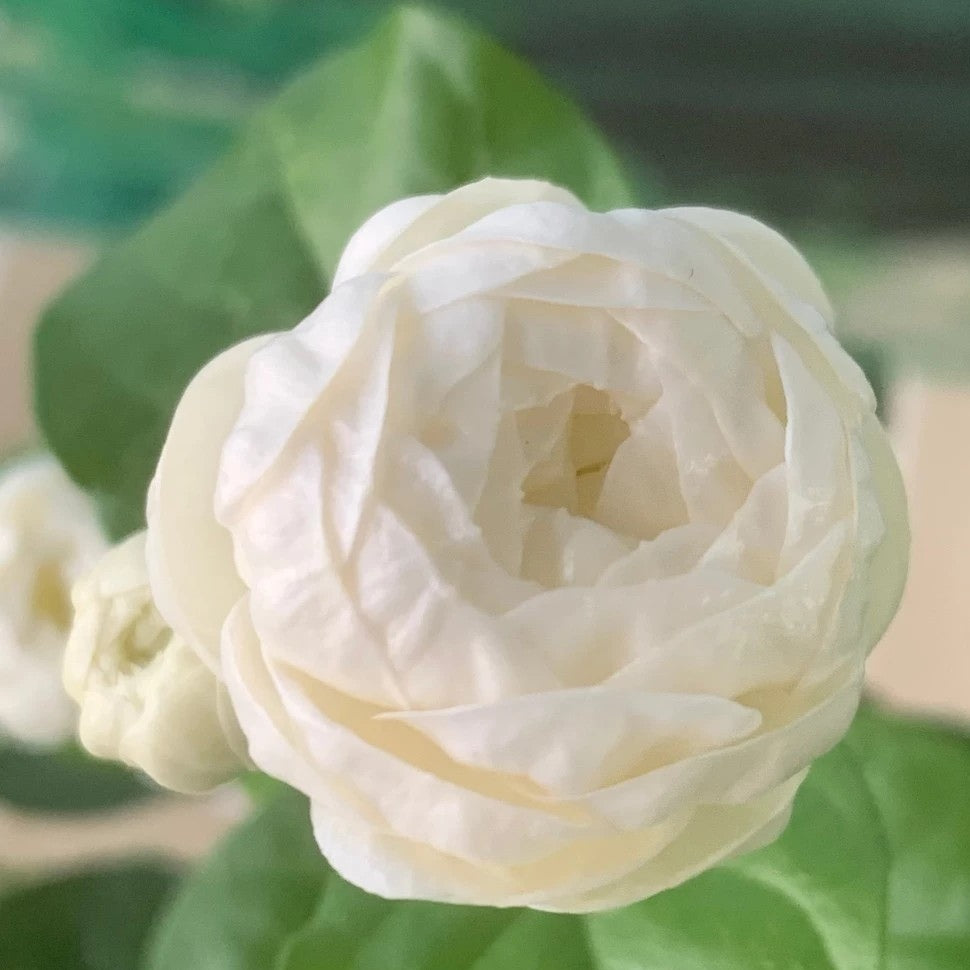 Jasminum sambac ‘Grand Duke’