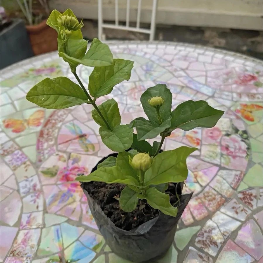 Jasminum sambac ‘Grand Duke’