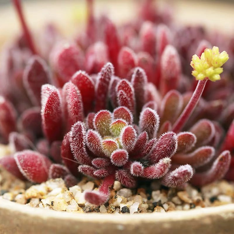 Jersey pigmyweed (Crassula pubescens)
