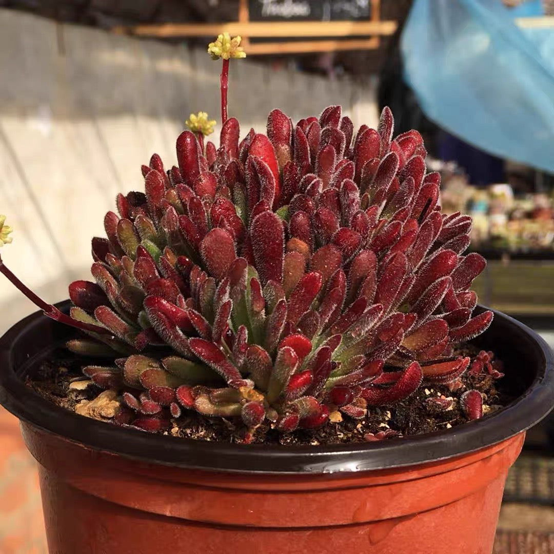 Jersey pigmyweed (Crassula pubescens)