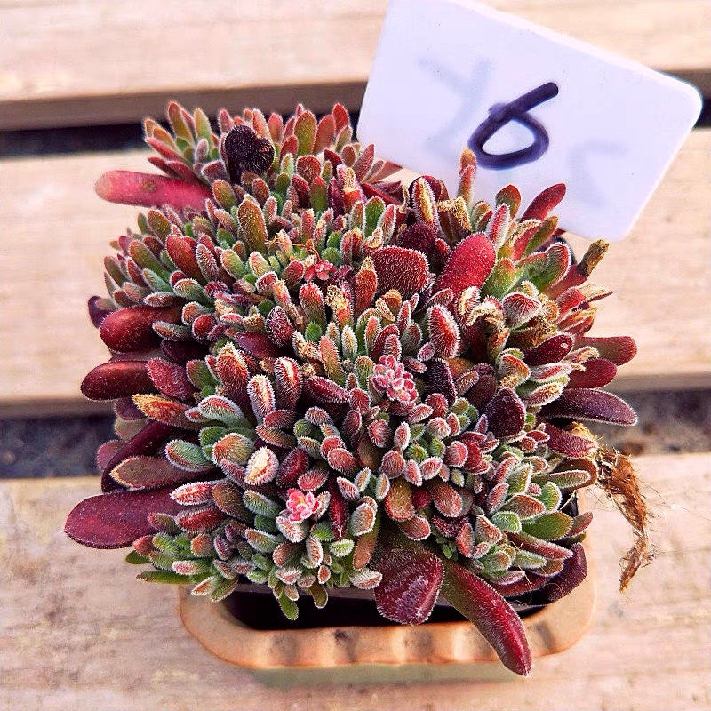 Jersey pigmyweed (Crassula pubescens)