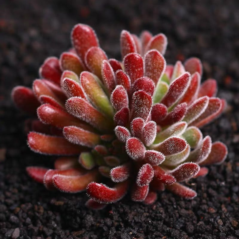 Jersey pigmyweed (Crassula pubescens)