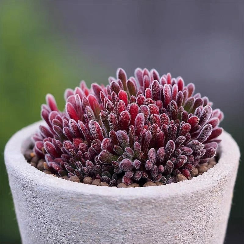 Jersey pigmyweed (Crassula pubescens)