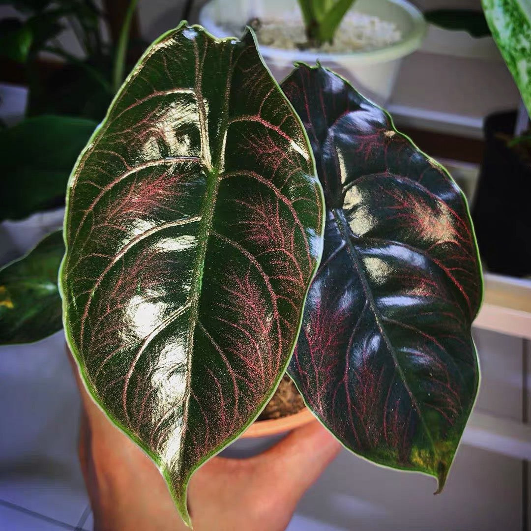 Jewel Alocasia ( Alocasia azlanii )
