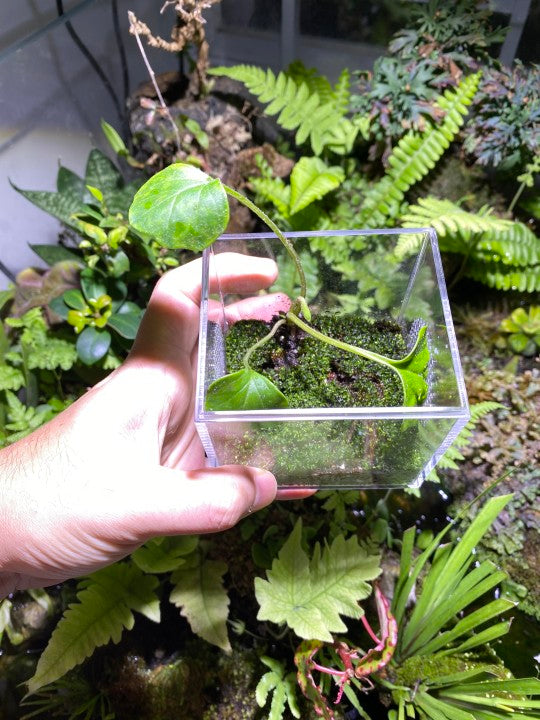 Jumping Spider Mantis Mini Enclosure Cage Terrarium