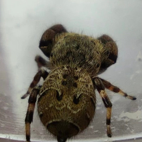 Jumping Spider ( Rhene albigera )