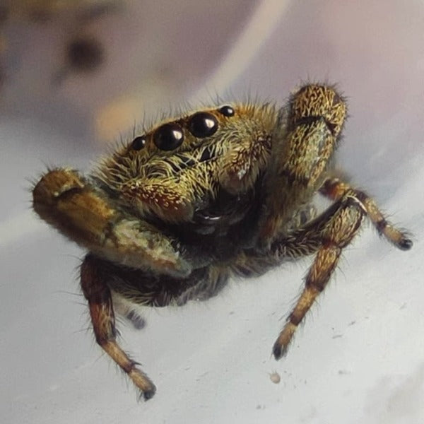 Jumping Spider ( Rhene albigera  )