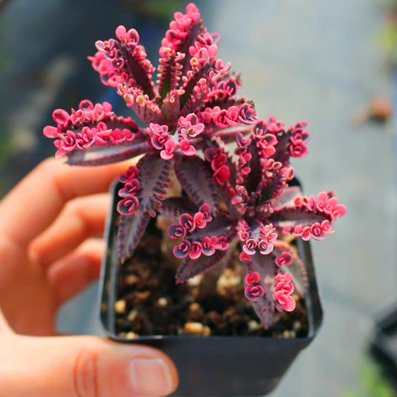 Kalanchoe Daigremontian Hybrid ( Kalanchoe adans )