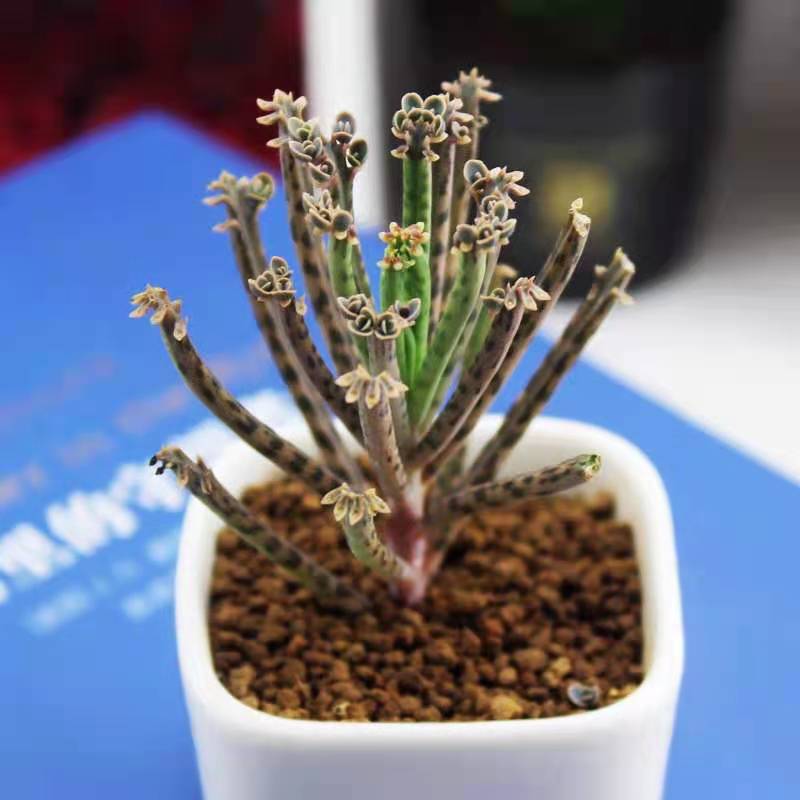chandelier succulant Kalanchoe delagoensis for Sale