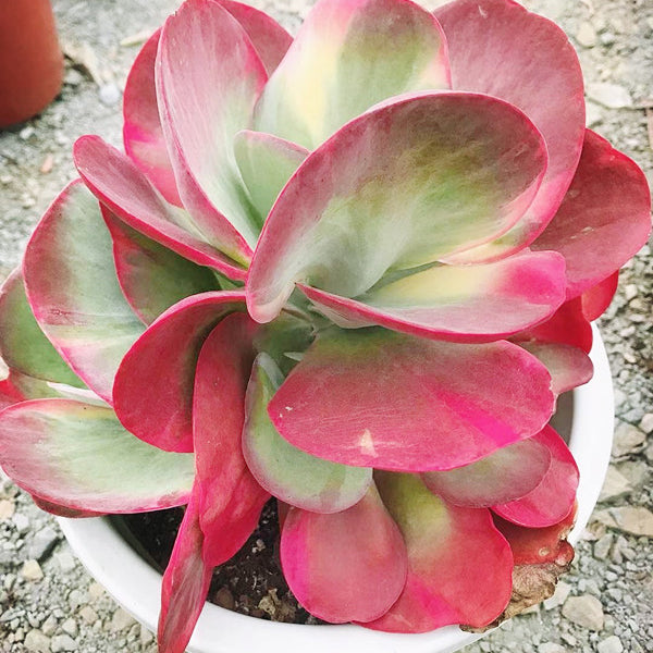 Kalanchoe luciae ' Fantastic '