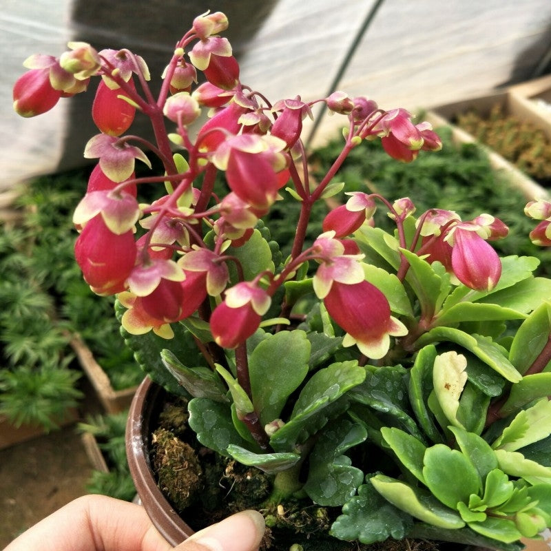 kalanchoe succulent for sale Kalanchoe Wendy Flowers ( Kalanchoe manginii )