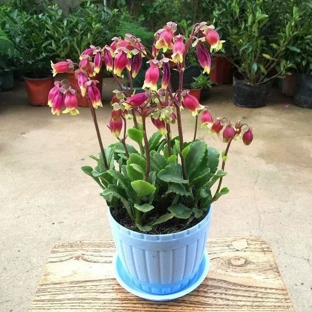 Kalanchoe Wendy Flowers ( Kalanchoe manginii )