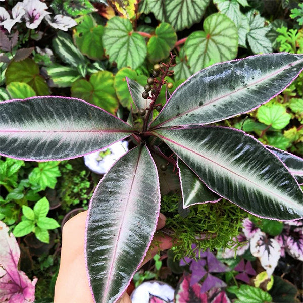 Labisia sp.Hulu Kapuas Kalimantan Barat