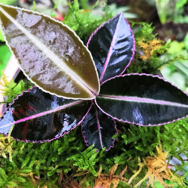 Labisia sp.Hulu Kapuas Kalimantan Barat