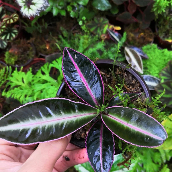 Labisia sp.Hulu Kapuas Kalimantan Barat